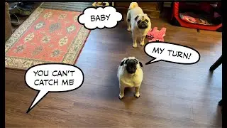 When 3 Pugs want to play with PugMomma