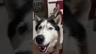 Siberian Husky Dog with an Italian Accent😁😄#dog #shorts