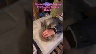 Grooming Shearing my Pet English Angora Rabbit Bunny Haircut #angora #rabbit #bunny #groomingbunny
