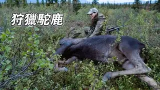 北美荒野山地硬漢：狩獵千斤駝鹿，捕獲兩頭馴鹿，改裝皮卡和八輪車，追隨祖先生活！紀錄片