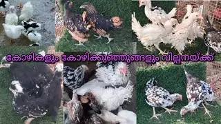 കോഴികളും കോഴിക്കുഞ്ഞുങ്ങളും വില്പനയ്ക്ക് 🥰