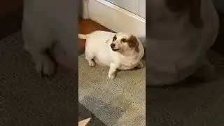 🐶🐶🐶FUNNY LOOKING FAT DOG. 🤪  #shorts #funny dogs
