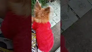Fluffy sweater for dogs and cats #chihuahua #dog #chihuahuafanclub #pets #cute #doggielife