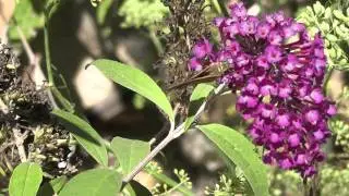 Hesperia comma