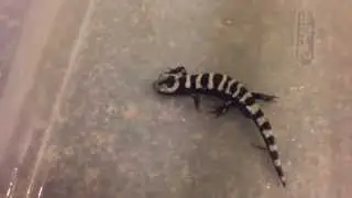 Marbled Salamander Care