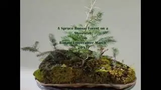 Bonsai Picea Forest Video