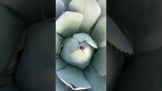 Amazing cactus #adventuretime #nature #nzadventure