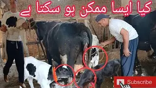Can One COW || Feed 3 Baby || Animals With Its Milk?