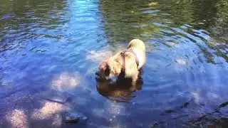 Tarr Steps | Exmoor Nationalpark mit Hund | England | Hundeblog