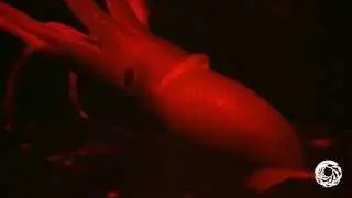 Visitor from the Deep: the Cock-Eyed Squid