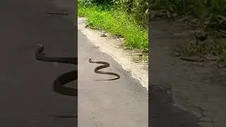 #viral #ajagar #video #tarending #bollywood #ytshorts #youtubeshorts #nagin  #shorts #viral #snake