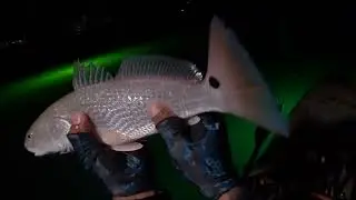 SPI, Night Fishing the green lights! Reds and Trouts!