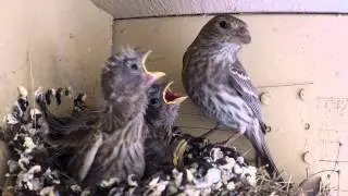 Hungry Baby Birds: Mom (or Dad) Meatloaf!!!