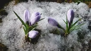 Snow Melting and Crocus Flower Blooming in Spring | Stock Footage - Videohive