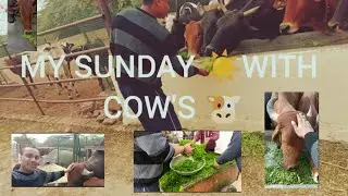 My Sunday with cow's ♥️🥹#peace #cow #love #sunday #life 