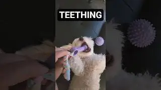 #puppy #cuteanimal #cute #cutepet #pets #teething #baby teething #gettingnewteethsoon