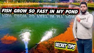 why do fish growth so fast in my pond secret tips | pond preparation for fish farming #fishinfo