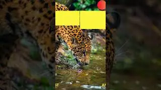 🔥 Jaguar Quiz: Can You Handle the Wild Truth About This Predator?