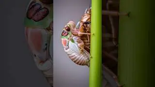 Miracle of creation - removing the old shell CICADA MOLTING ❤️❤️ #cicada #molting