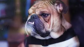 Dog Bites