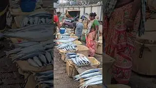 Vizag Fishing Harbour Lo Vintha Chepalu 😳#shorts #fishingvideos #shortsfeed #youtubeshorts