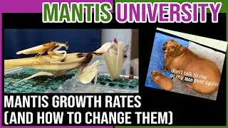 Mantis Growth Rates (and How to Change Them!)