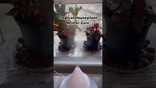 Houseplants! Tropical Plant Care During Winter!