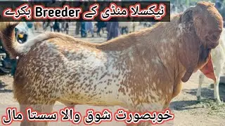 goat market taxila pakistan