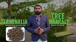 Terminalia Mantaly Tree 🌳 | Madagascar Almond Tree | Beauty of Nature