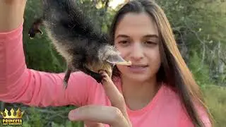 Filhote de gambá, como eu sei que é um macho? kkkkk