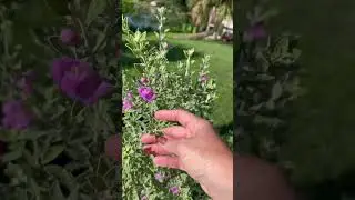 Texas Sage Bush with purple flowers. So pretty!🥰🤩 #garden #nature #flowers #purple