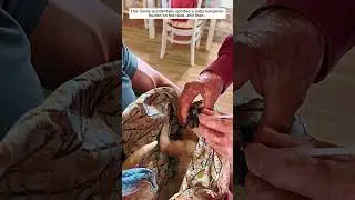 This family rescued a baby kangaroo injured on the road #animalshorts