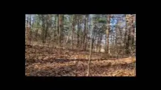 Can you hear the turkeys gobble? (Epic calling fail)