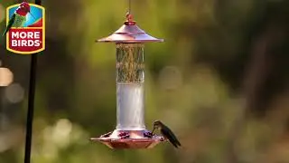 More Birds&reg; Glory 13 oz. Hummingbird Feeder
