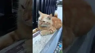 Oyen Santai Pagi 😻 | Gemes Banget Lihatnya! #KucingLucu