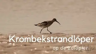 Krombekstrandloper kijken op de Zuidpier #739