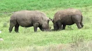 WHY IS NAIROBI NATIONAL PARK  A Top birding Hotspot in Kenya
