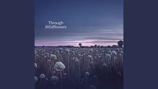 Through Wildflowers