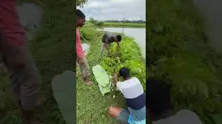 Collecting Fishing Feed, মাছেৰ চাৰ সংগ্ৰহ কৰা সচ্ছে,#shorts,pond fishing,trout fishing,maggots