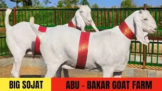 BIG SIZE SOJAT QUALITY SPEAK | ABU BAKAR GOAT FARM ,MOLIPUR, VADNAGAR | GUJARAT