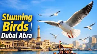 Stunning Birds at Dubai Abra | Peaceful Nature Views
