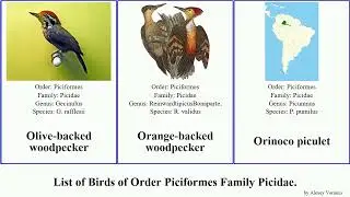 Birds of Order Piciformes Family Picidae woodpecker piculet flicker flameback pygmy