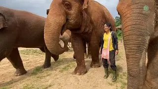 Why Fahmai Keeps Stealing Lek&rsquo;s Hat&mdash;A Sign of Elephant Affection - ElephantNews