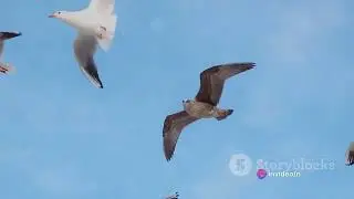 Birds Unleashed: A Flight Through Diversity
