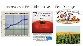 Effects of Insecticides