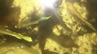 Betta fish qucy​ Feeding Record at home
