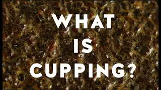 Blue Bottle Coffee Concepts: What is Cupping?
