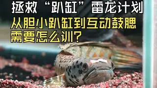 如何把趴缸缩鳍没状态野生雷龙养到追食互动？需要注意些什么？以这条幻彩蓝宝石雷龙为例说一说！