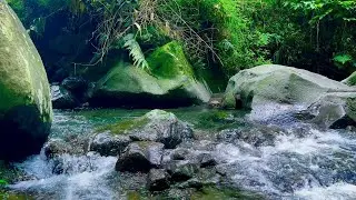 Tranquil Creek Soundscape - Sleep in Nature&rsquo;s Embrace | sleep - relax - enjoy life - ASMR
