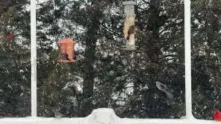 Snowy Bird Watching Day | ice snow asmr, nature asmr, videos for cats, cat tv, bird tv